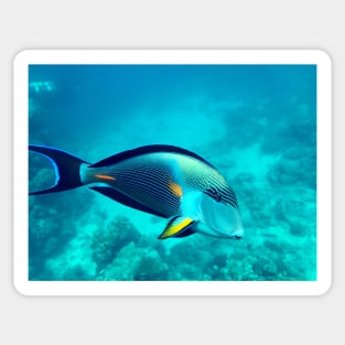 surgeonfish Sticker